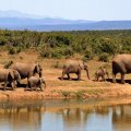 Safari en Afrique du Sud