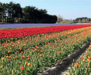 Les Tulipes en Bretagne