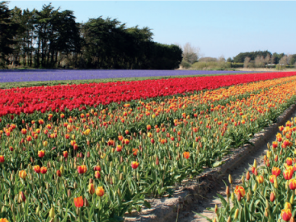 Les Tulipes en Bretagne