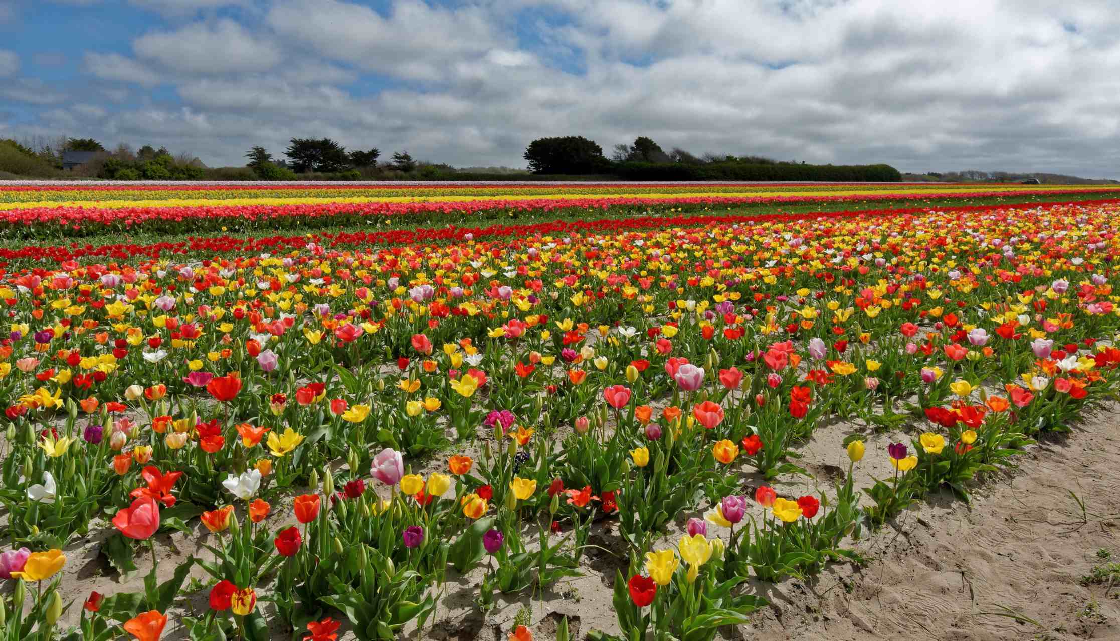 La fête des fleurs en Bretagne