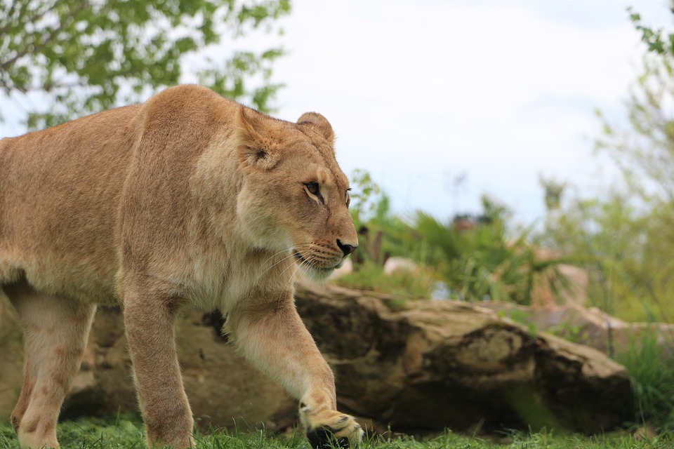 ZooParc de Beauval
