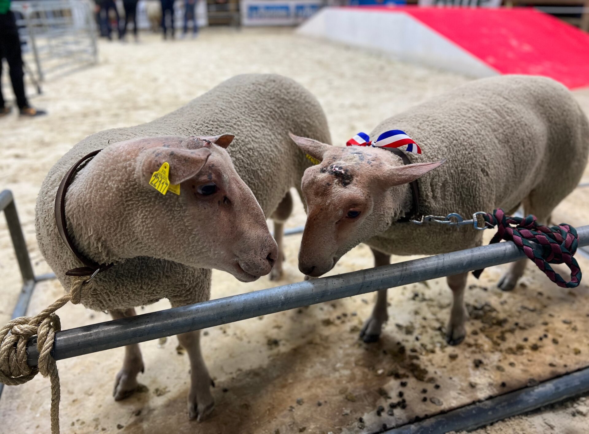 2 jours au Salon de l’Agriculture