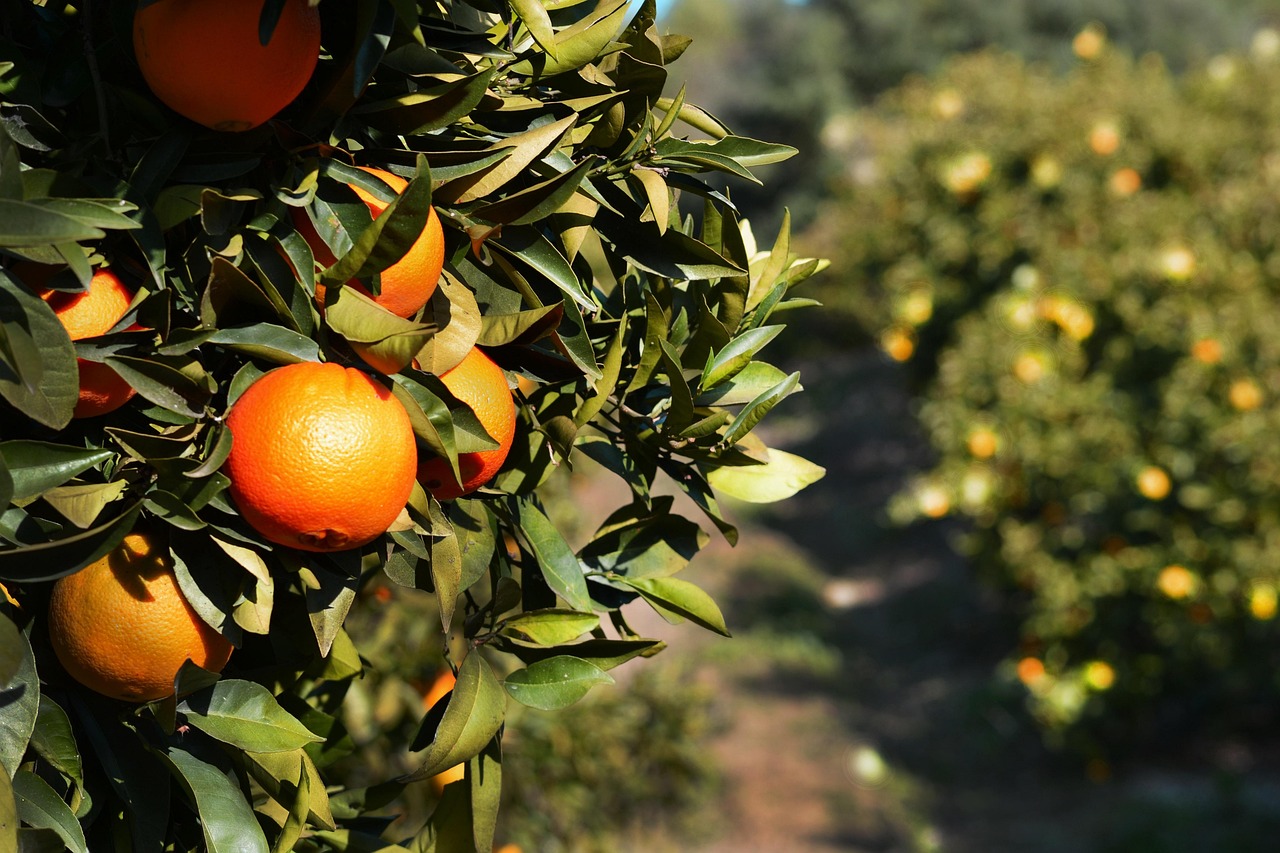 Saveurs d’Espagne : de la récolte à la dégustation
